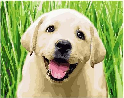 Картина для рисования по номерам "Игривый щенок" 40*50см GX36514