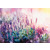 Мозаика алмазная "Цветущая лаванда" 65*45см без подрамника частичная выкладка ФРЕЯ ALVR-220