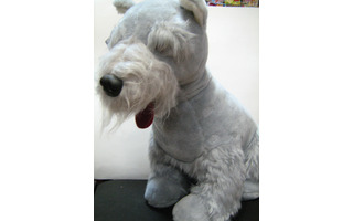 Собака Миттельшнауцер 111ф