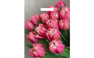 Пакет   31*40 "Глянцевый.Стелла" 60мкм с вырубкой (цена за уп 50шт) 2721 Цена 1шт 13,37