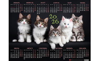 Календарь листовой А2 2026 г "Котосессия" мелов.бум. Кл2_33887 092258 Хатбер